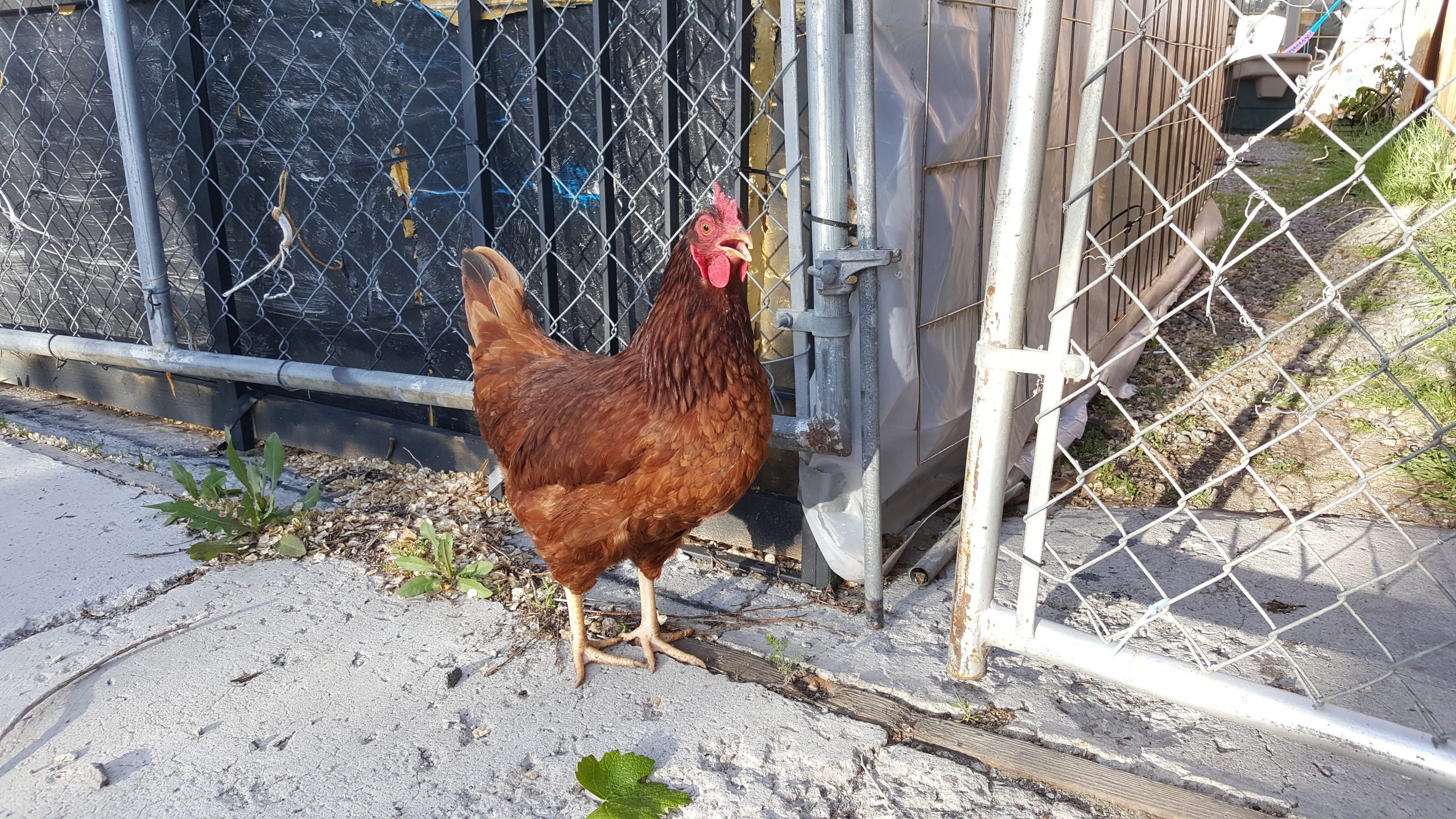 Wild Chickens in Hawaii, California and the Florida Keys Backyard Poultry